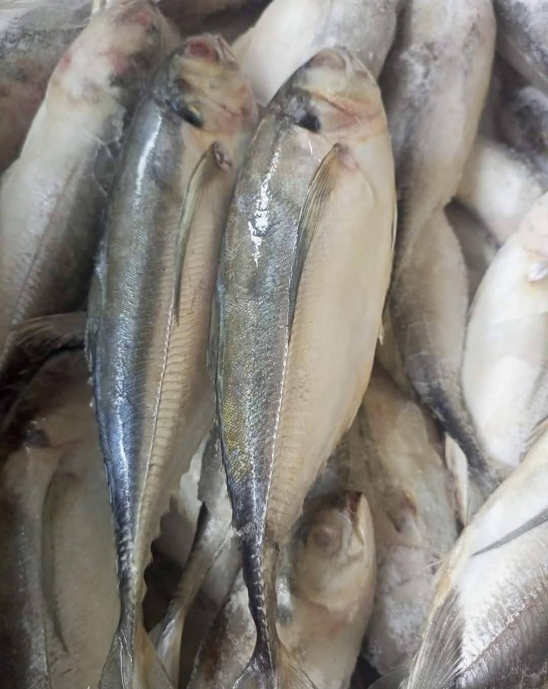 ປາທູເກັດແຂງ
